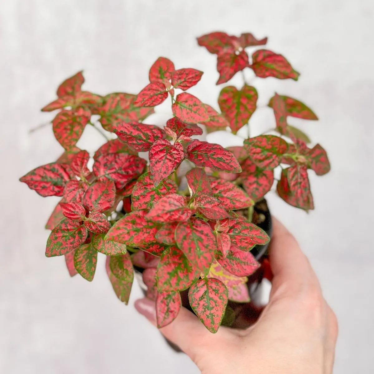 Hypoestes Phyllostachya 'Polka Dot Plant' - 4 Inch