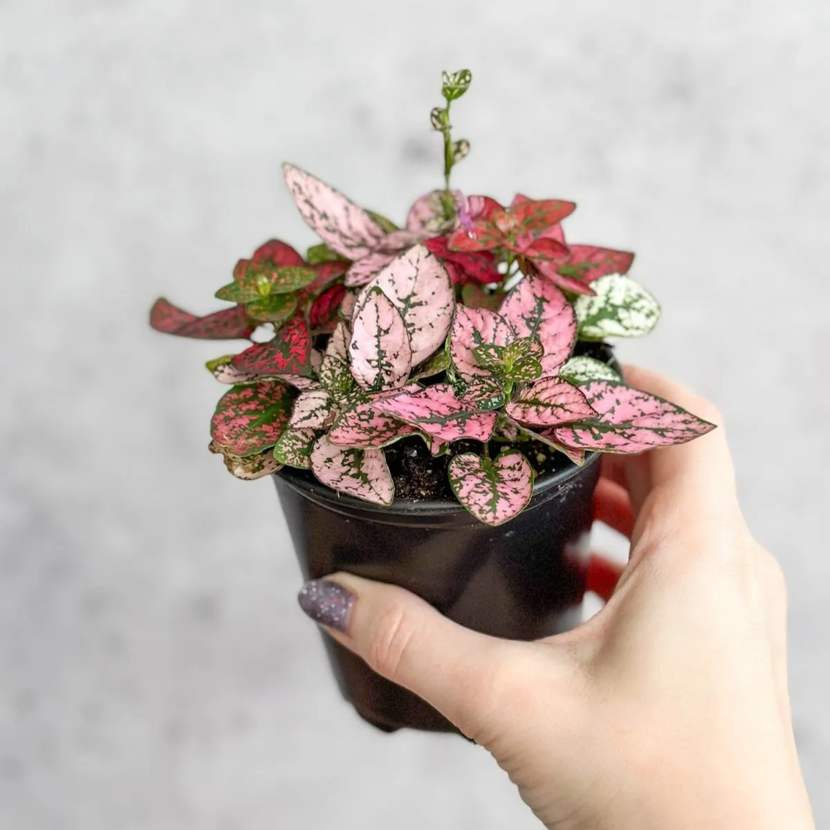 Hypoestes Phyllostachya 'Polka Dot Plant' - 4 Inch