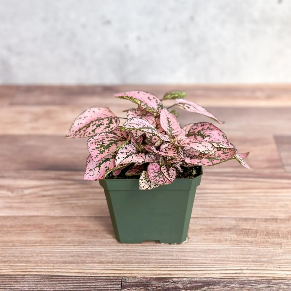 Hypoestes Phyllostachya 'Polka Dot Plant' - 4 Inch