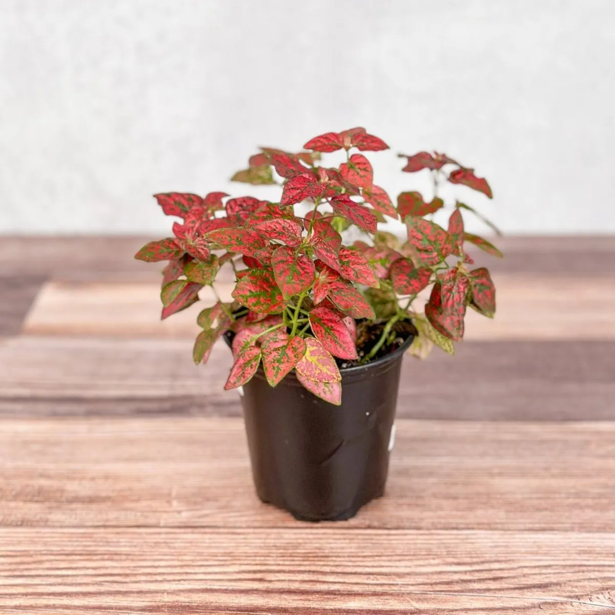 Hypoestes Phyllostachya 'Polka Dot Plant' - 4 Inch