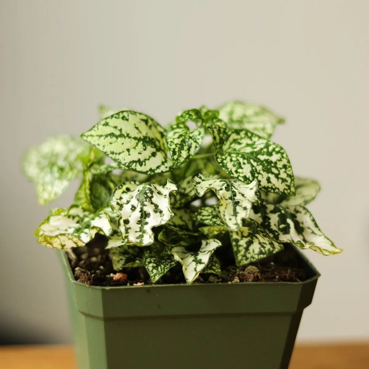 Hypoestes Phyllostachya 'Polka Dot Plant' - 4 Inch