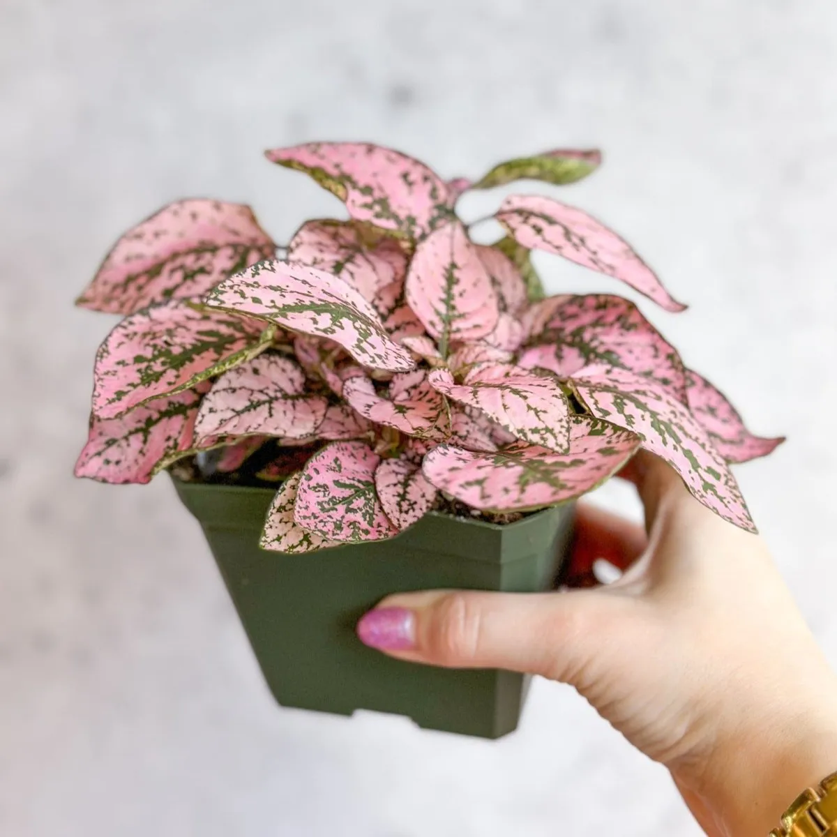 Hypoestes Phyllostachya 'Polka Dot Plant' - 4 Inch