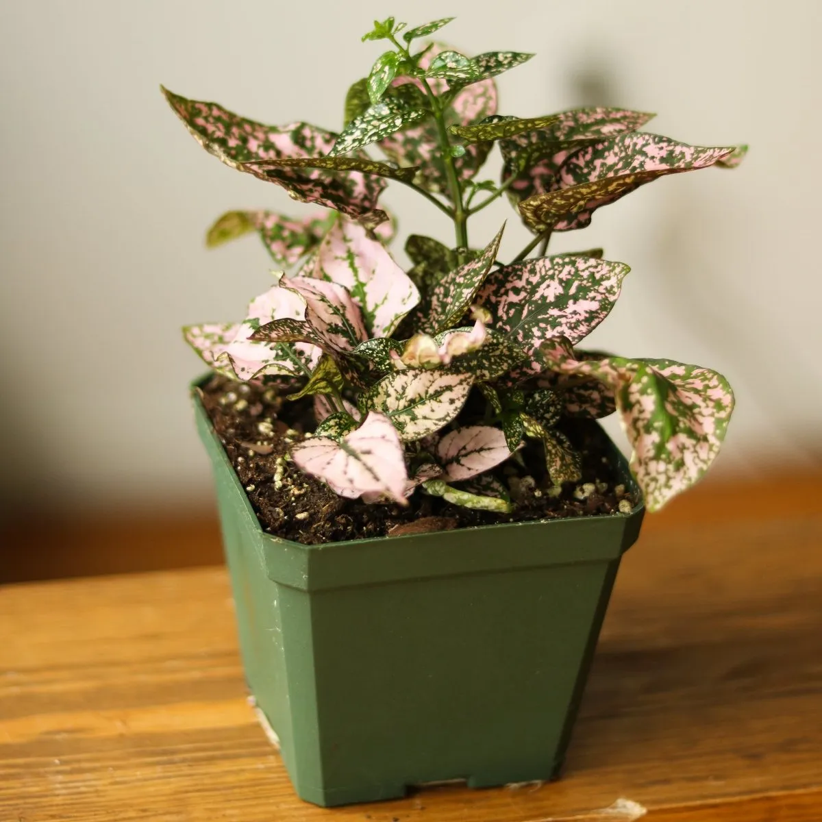 Hypoestes Phyllostachya 'Polka Dot Plant' - 4 Inch