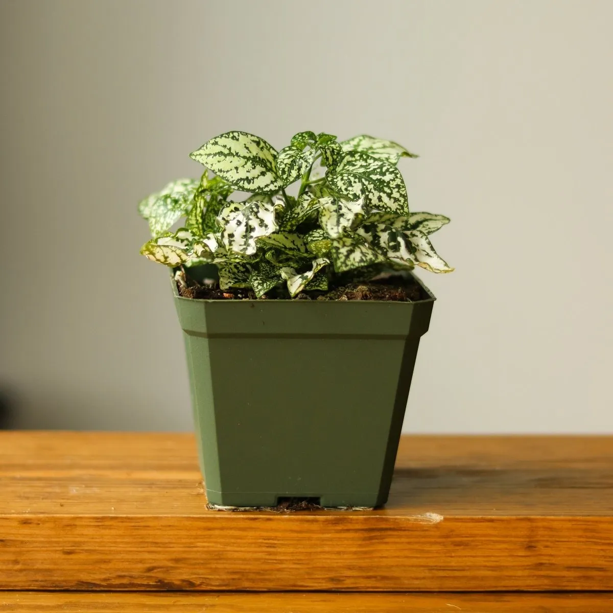 Hypoestes Phyllostachya 'Polka Dot Plant' - 4 Inch