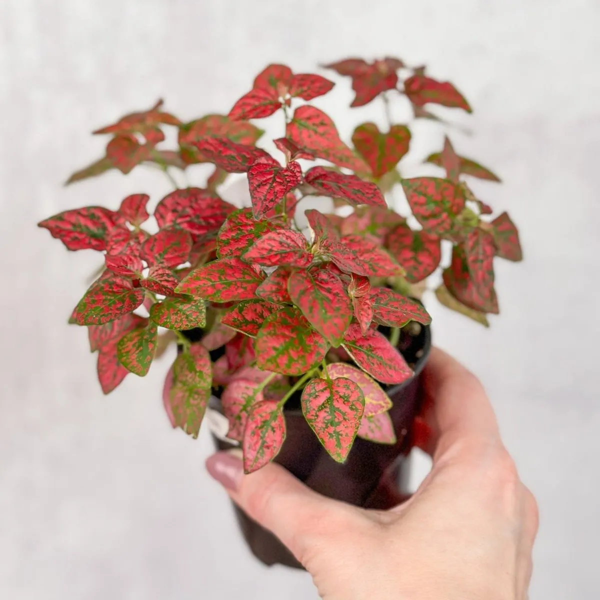 Hypoestes Phyllostachya 'Polka Dot Plant' - 4 Inch