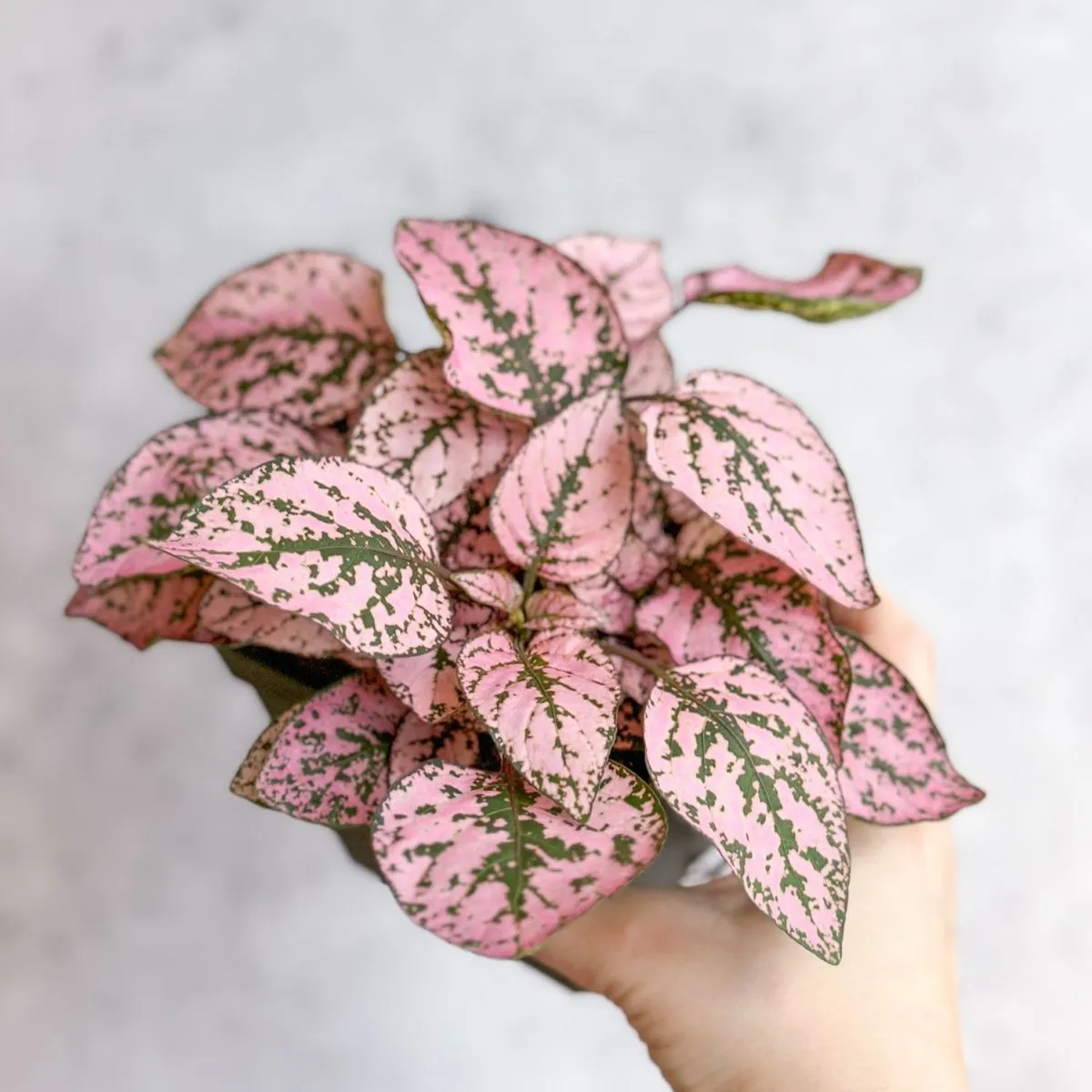 Hypoestes Phyllostachya 'Polka Dot Plant' - 4 Inch